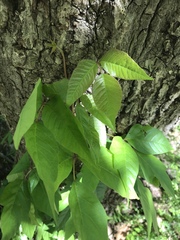 Toxicodendron radicans