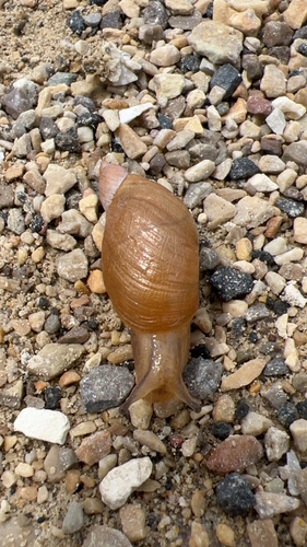 Oval Ambersnail