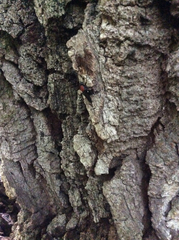 Clitellaria ephippium