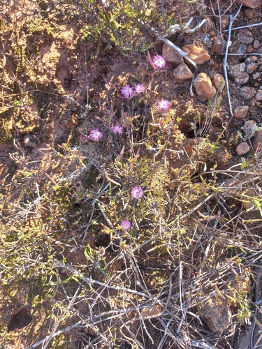 Image of Lampranthus spiniformis by (c) Brian du Preez, some rights reserved (CC BY-SA)