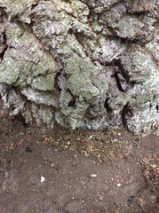 Clitellaria ephippium