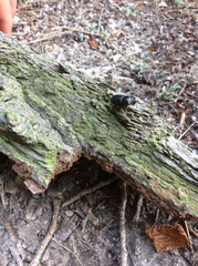 Sinodendron cylindricum