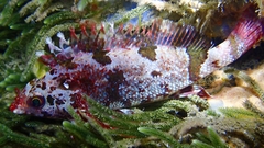 Kelp Fish photo 2