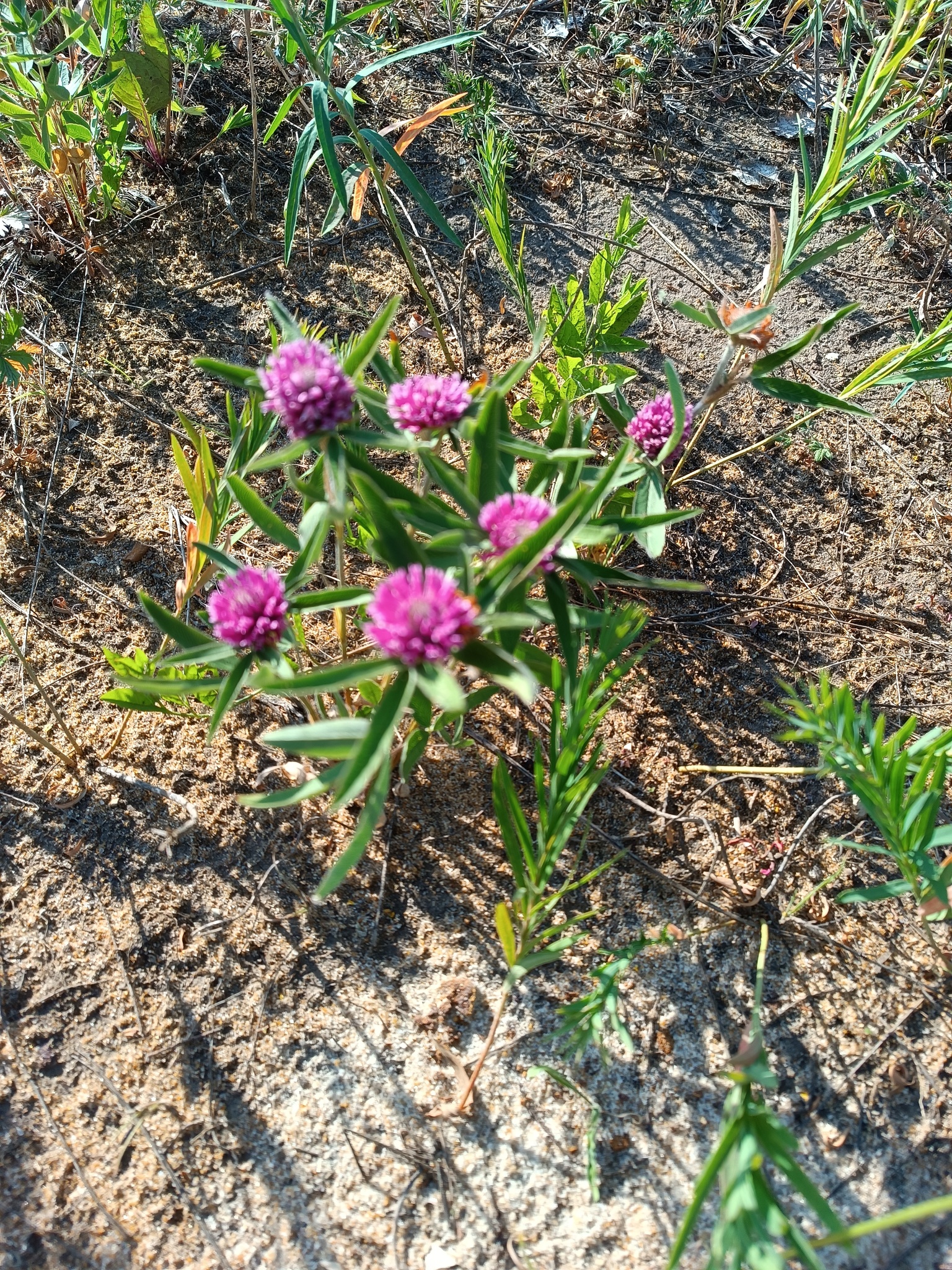 Trifolium alpestre
