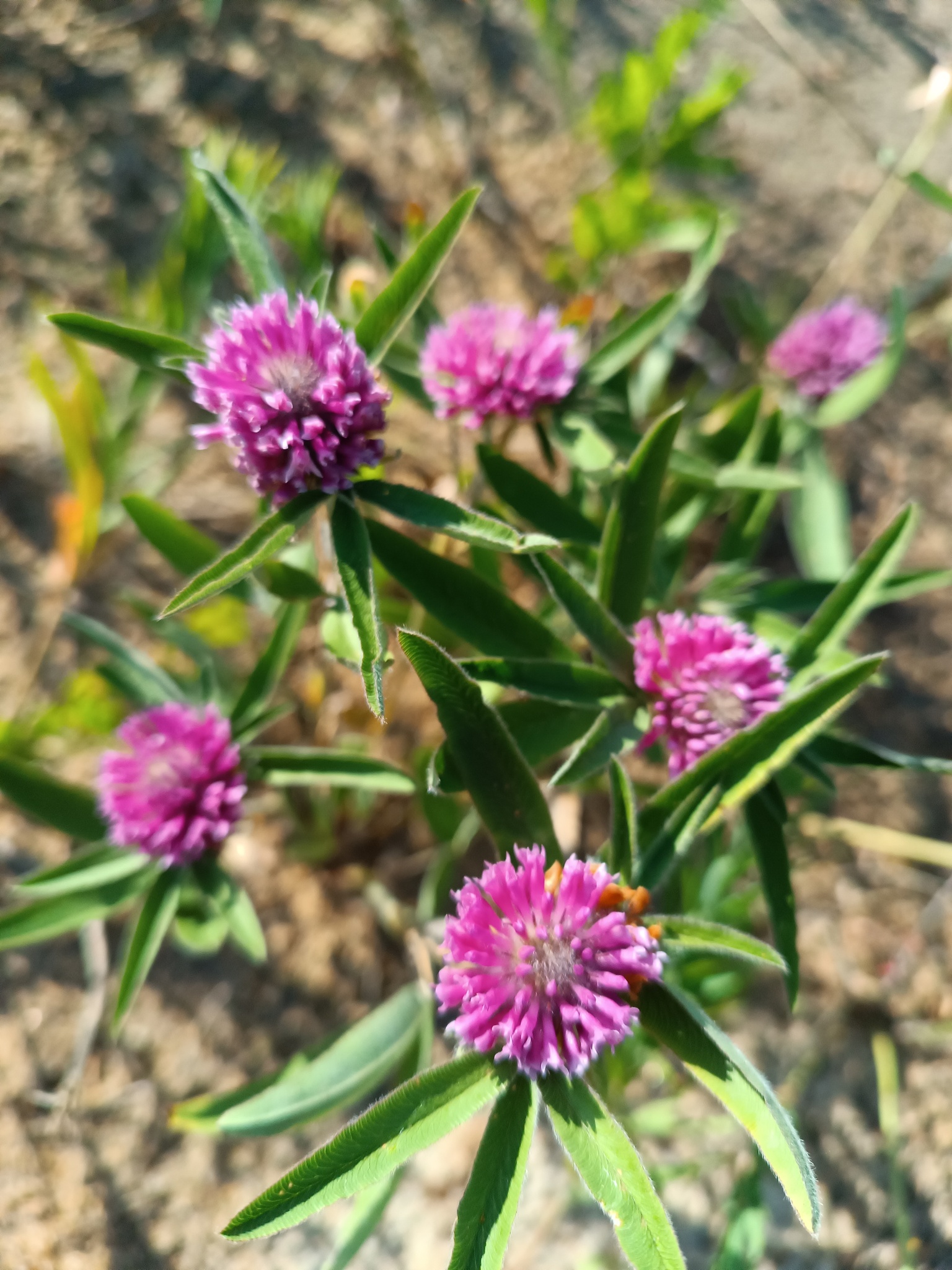 Trifolium alpestre