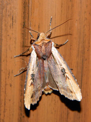 Xylena curvimacula