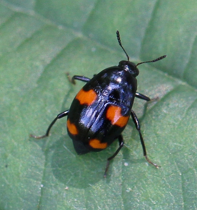 Orange-spotted Scaphidium