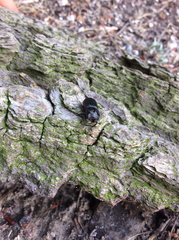 Sinodendron cylindricum