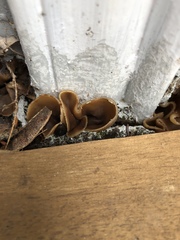 Peziza domiciliana