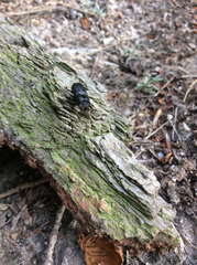 Sinodendron cylindricum