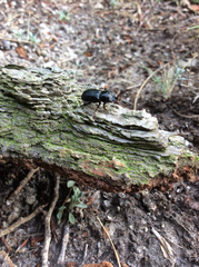 Sinodendron cylindricum
