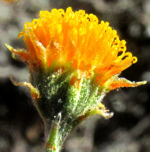 Texas Pricklyleaf (Thymophylla setifolia)
