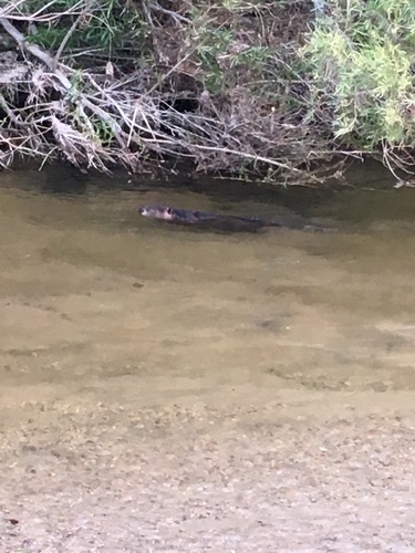 American Beaver photographed in California