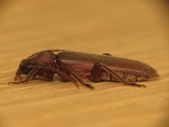 Arhopalus rusticus