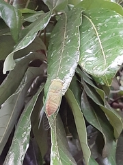 Chremistica ochracea