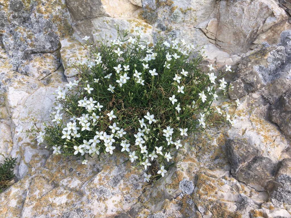 Moehringia tommasinii