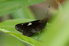 Notocrypta