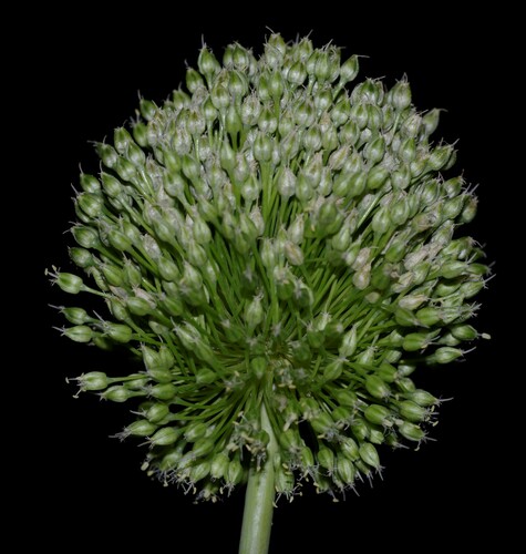 Allium scaberrimum