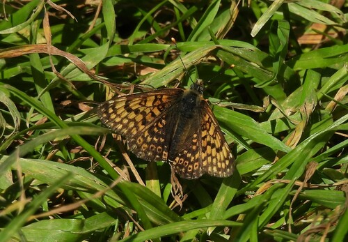 Glanville Fritillary, Sint Pieter, Maastricht, Netherlands, photo 6 of 10