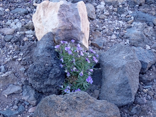 Teide violet (Viola cheiranthifolia)