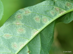 Cylindrosporium nuttalliae