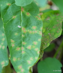 Cylindrosporium nuttalliae