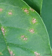 Cylindrosporium nuttalliae