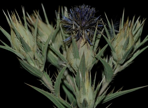 Blue Thistle