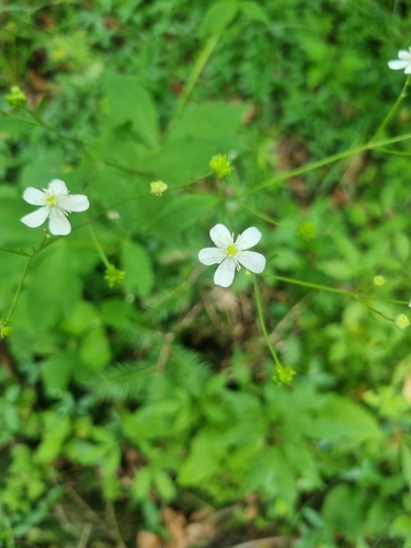 Image of Ranunculus aconitifolius by no rights reserved
