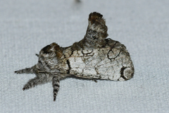 Inguromorpha basalis