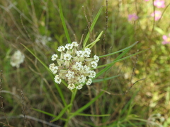 Asclepias linearis