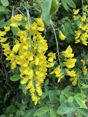Laburnum anagyroides