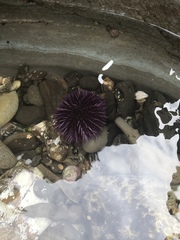 Strongylocentrotus purpuratus