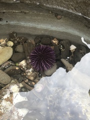 Strongylocentrotus purpuratus