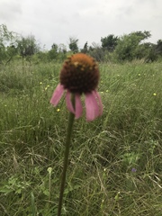 Echinacea atrorubens