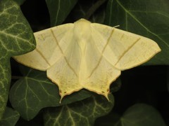 Ourapteryx sambucaria