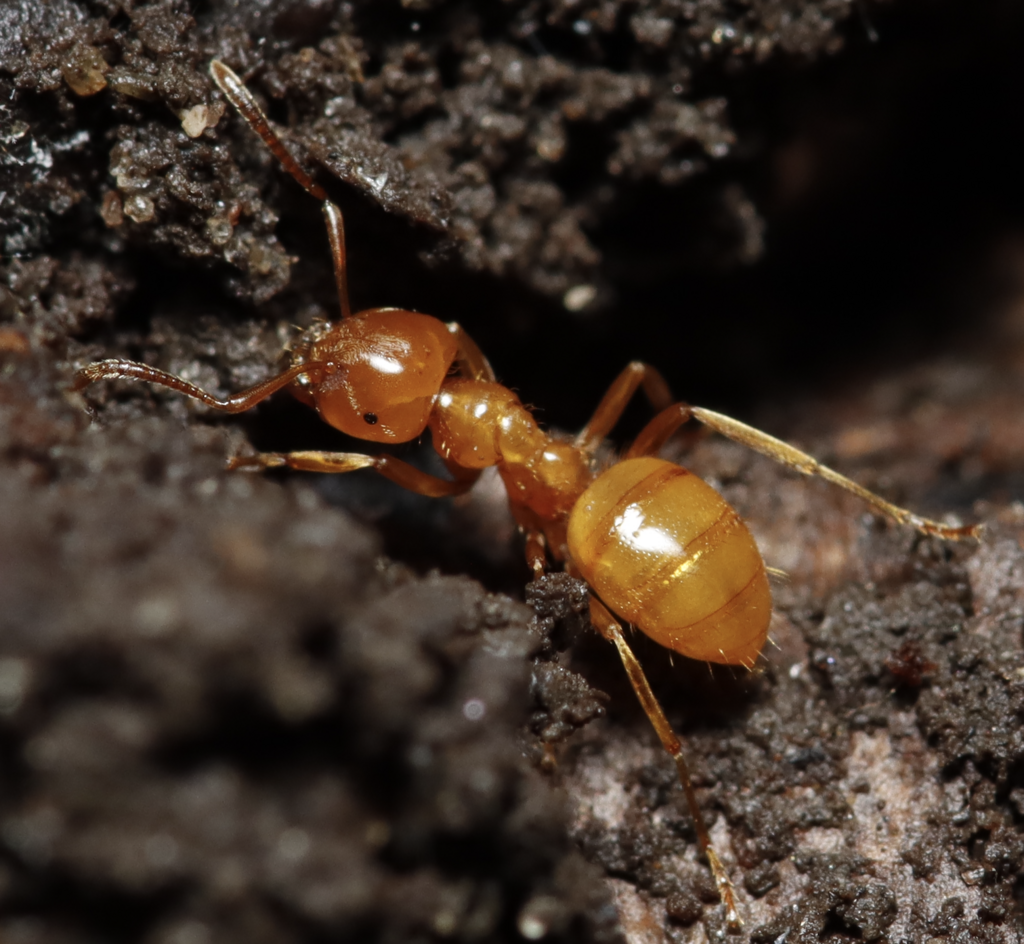 Larger Citronella Ant (Lasius interjectus) · iNaturalist