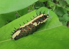 Common Mime Swallowtail