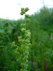 Chenopodium acerifolium