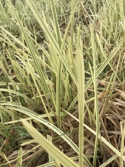 Phalaris arundinacea variegata