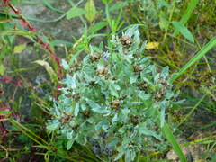 Gnaphalium rossicum