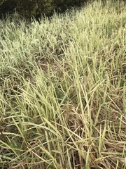 Phalaris arundinacea variegata