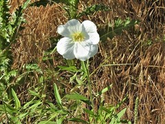 Oenothera tetraptera