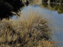 Chionochloa rigida rigida