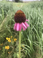 Echinacea atrorubens