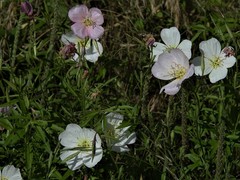Oenothera tetraptera