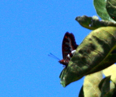 Charaxes druceanus proximans