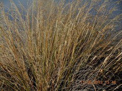 Chionochloa rigida rigida