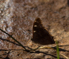 Charaxes guderiana guderiana