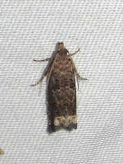 Epiblema abruptana